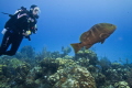   Friendly Grouper Randys Gazebo Little Cayman. Cayman  